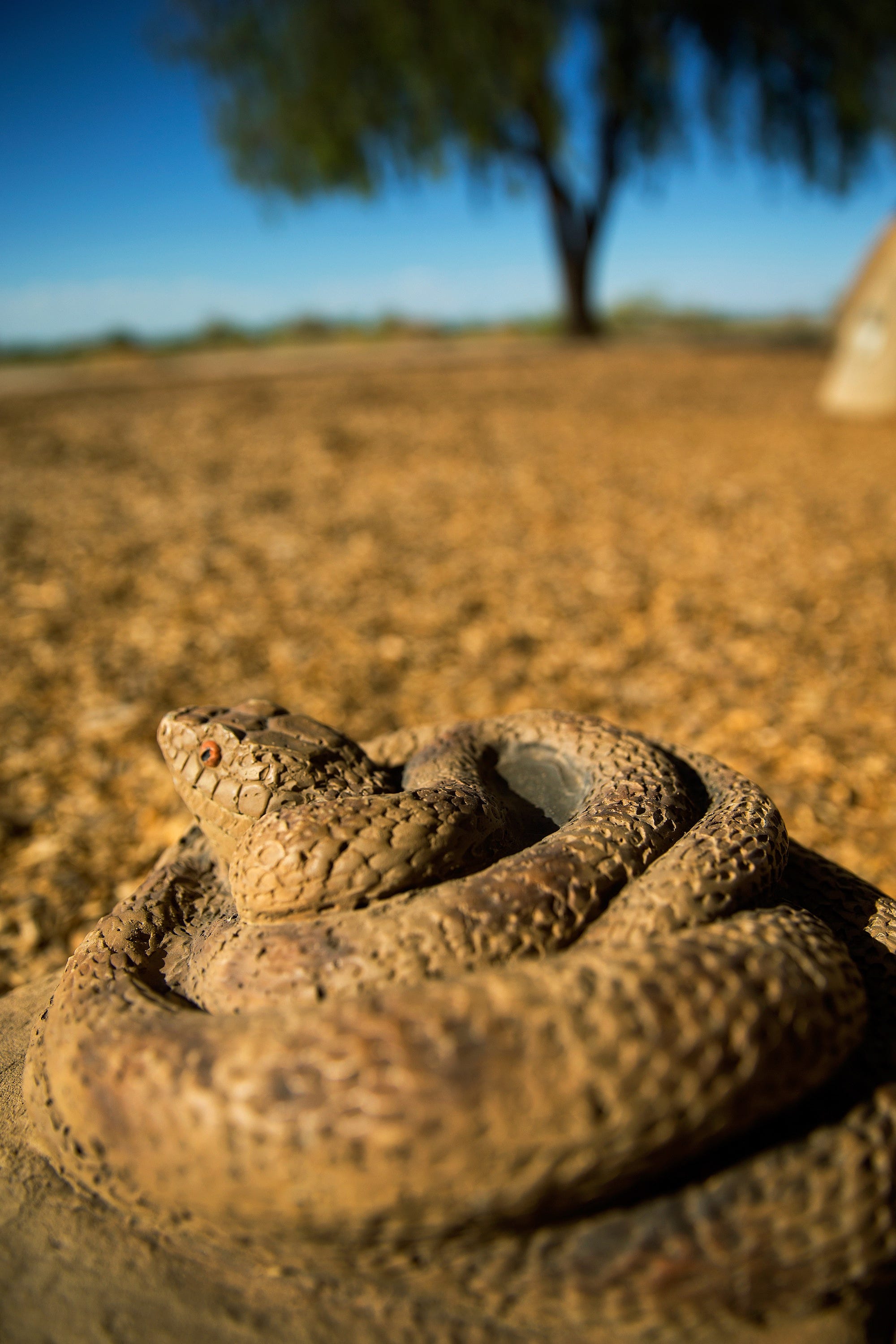 Estella Park-Arizona