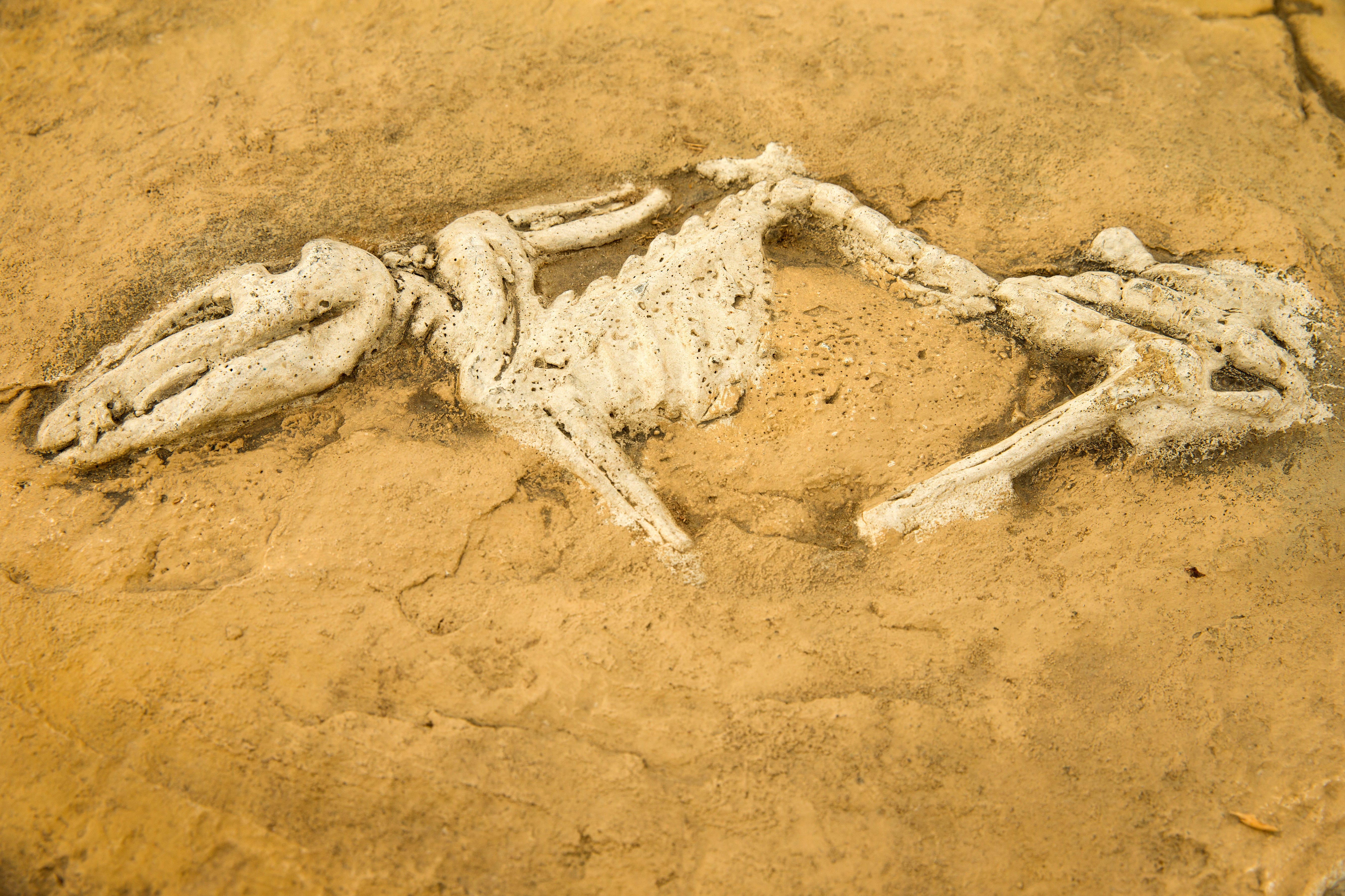 Meadowview Dinosaur Park - Edmonton, CAN